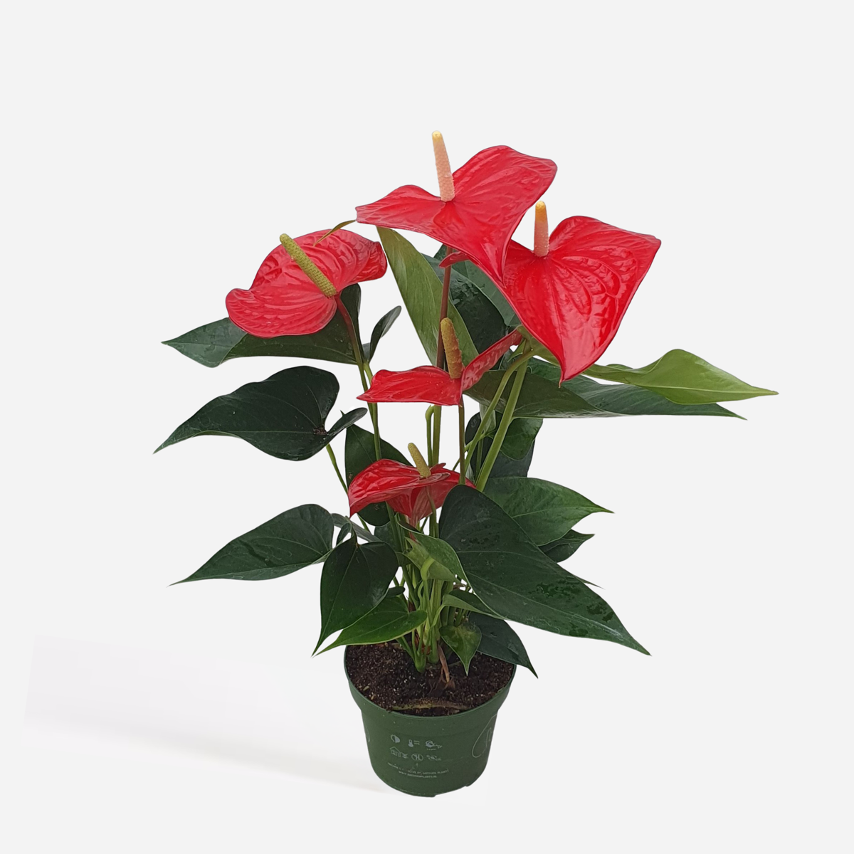 Anthurium 'Royal Champion' - Flamingoplant