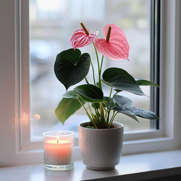 Anthurium 'Sweet Dream' - Flamingoplant