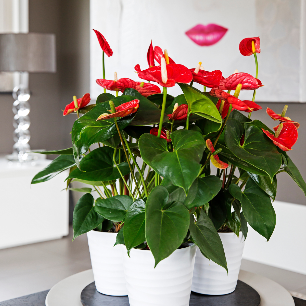 Anthurium 'Madural Red' - Flamingoplant