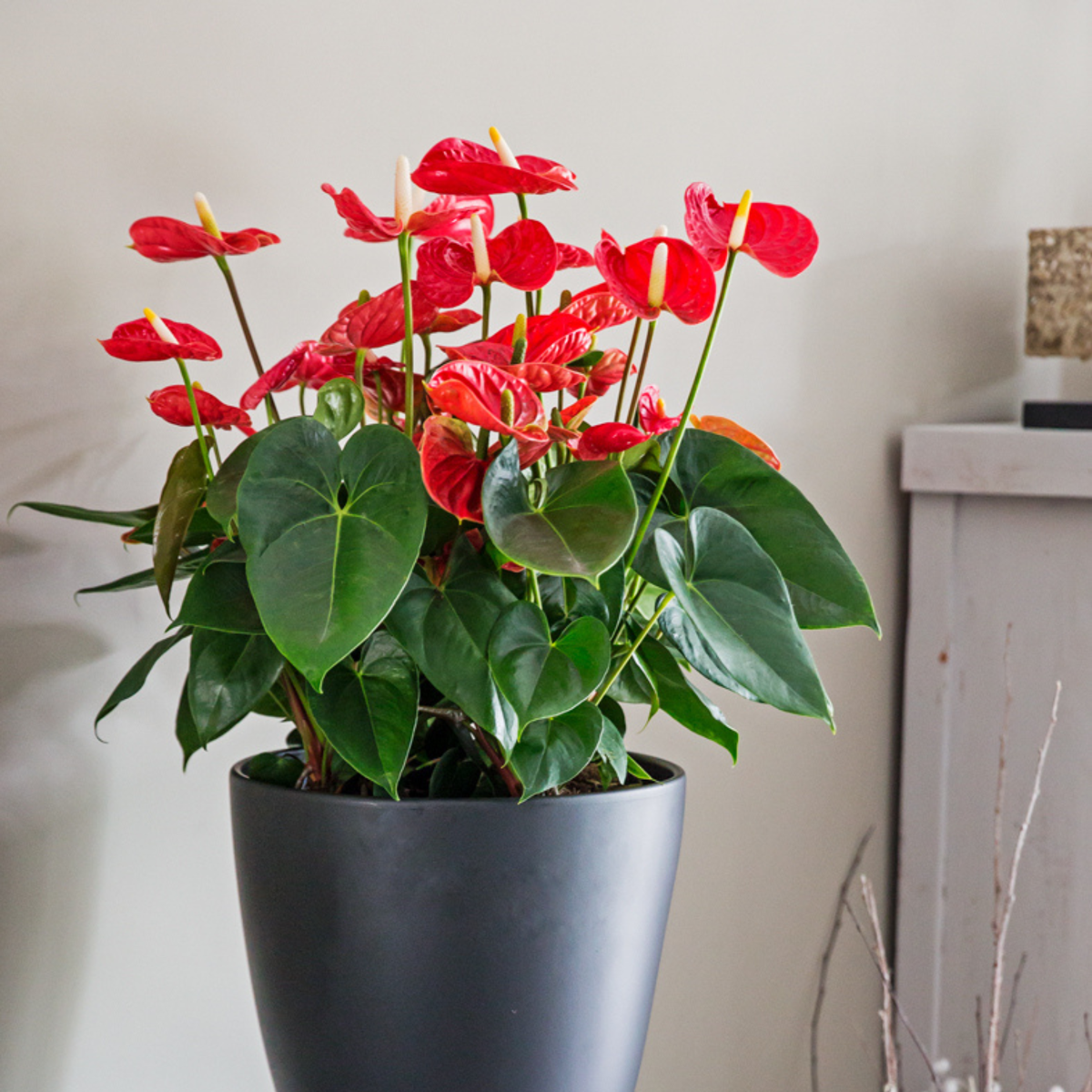 Anthurium 'Madural Red' - Flamingoplant