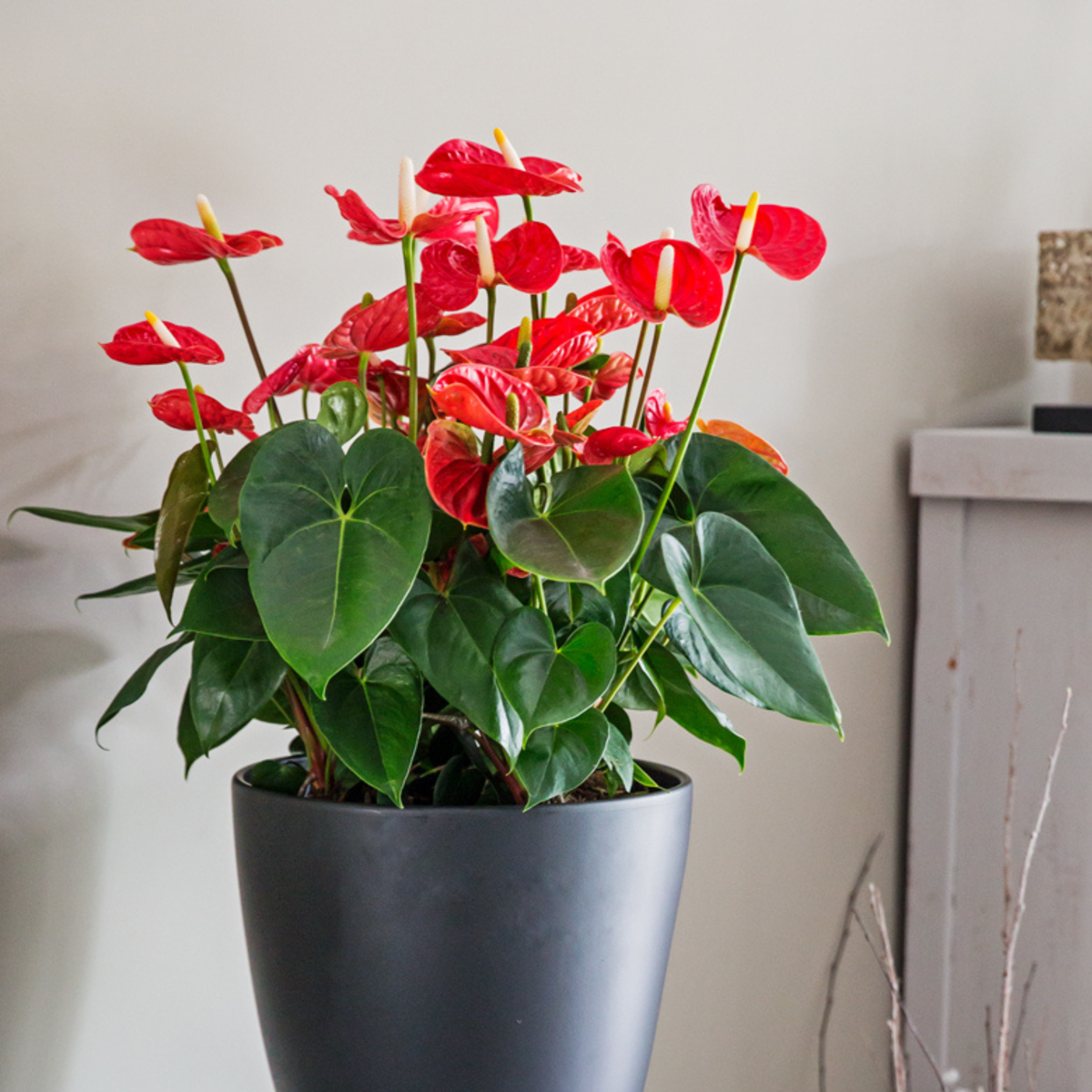 Anthurium 'Madural Red' - Flamingoplant