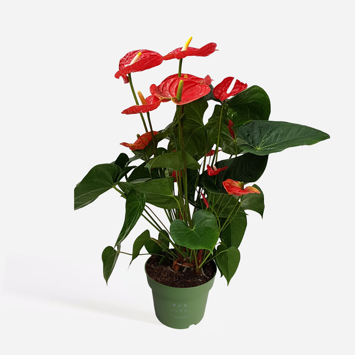 Anthurium 'Madural Red' - Flamingoplant