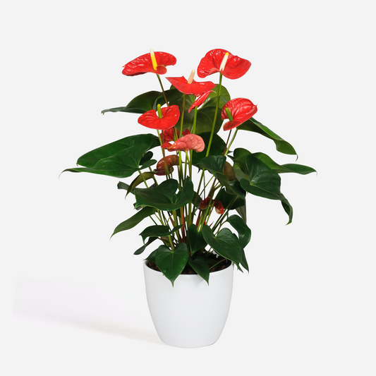 Anthurium 'Madural Red' - Flamingoplant