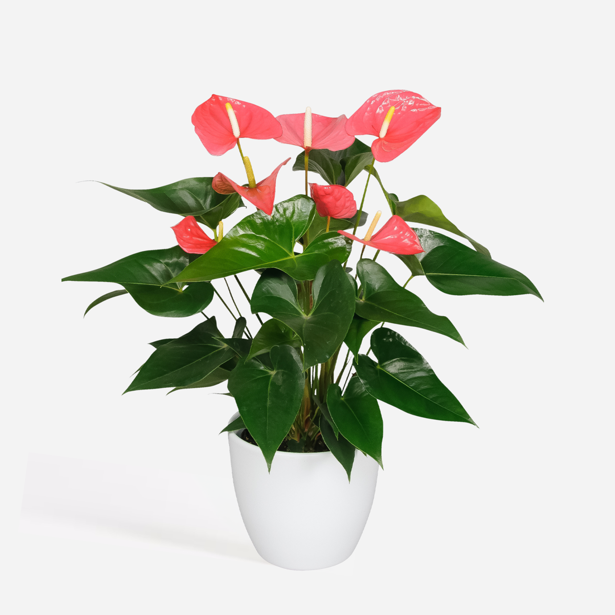 Anthurium 'Maine Pink' - Flamingoplant