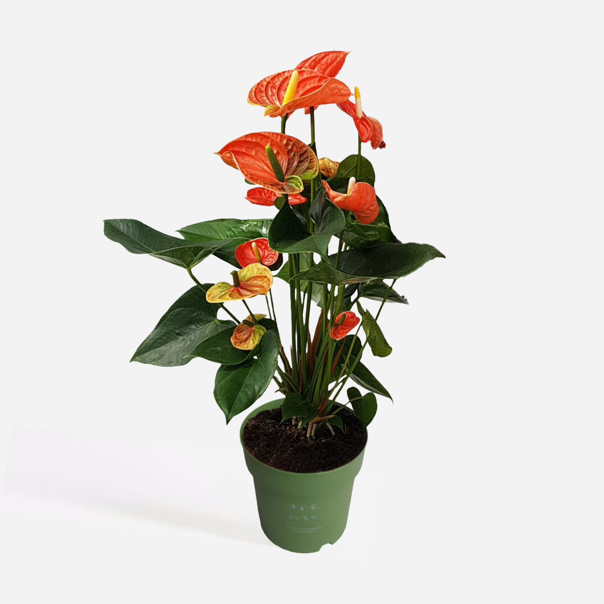 Anthurium 'Madural Orange' - Flamingoplant