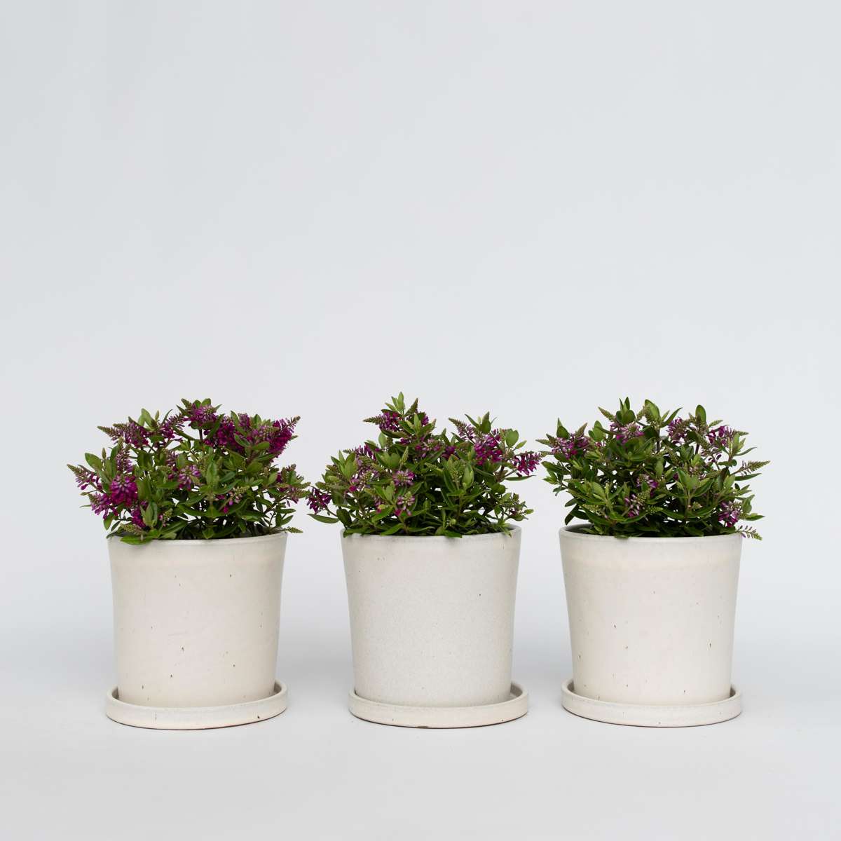 Hebe All Blooms 'Samona' - Roze - Set van 3