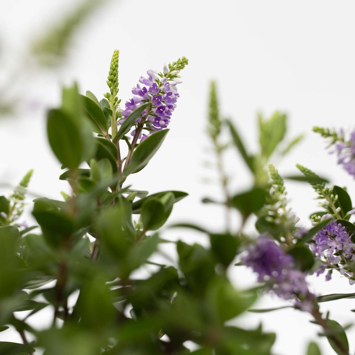 Hebe All Blooms 'Siara' - Blauw - Set van 3