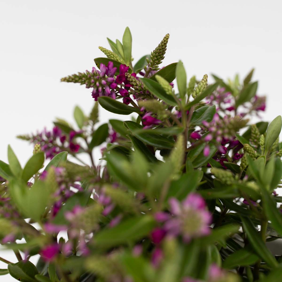 Hebe 'Siara', 'Ranaia', 'Samona' - Mix van 6