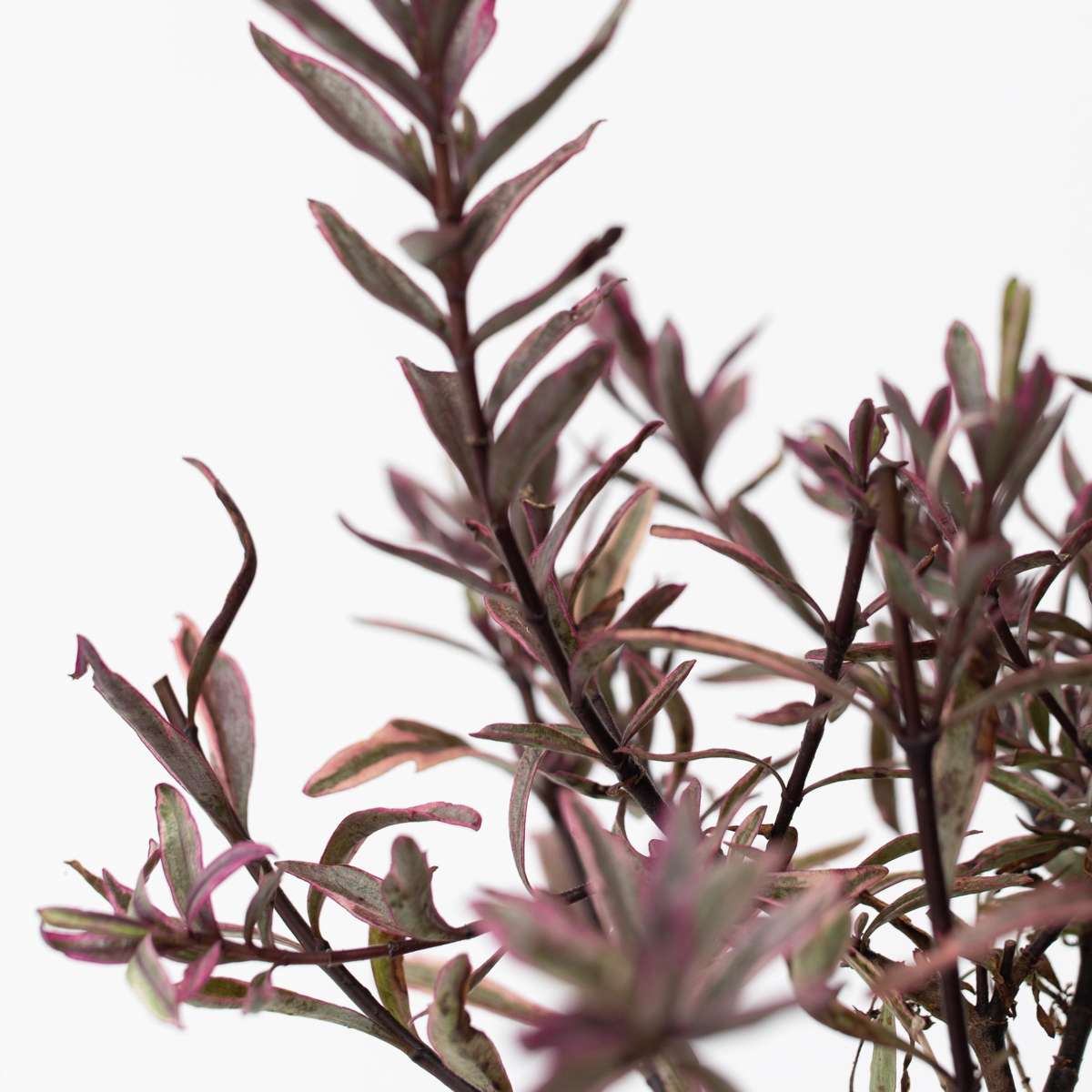 Hebe pinguifolia - Mix van 6 - Struikveronica