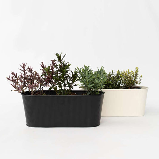 Hebe pinguifolia - Mix van 12 - Struikveronica