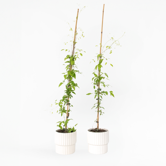 Clematis 'Hagley Hybrid' - 2 stuks - Bosrank