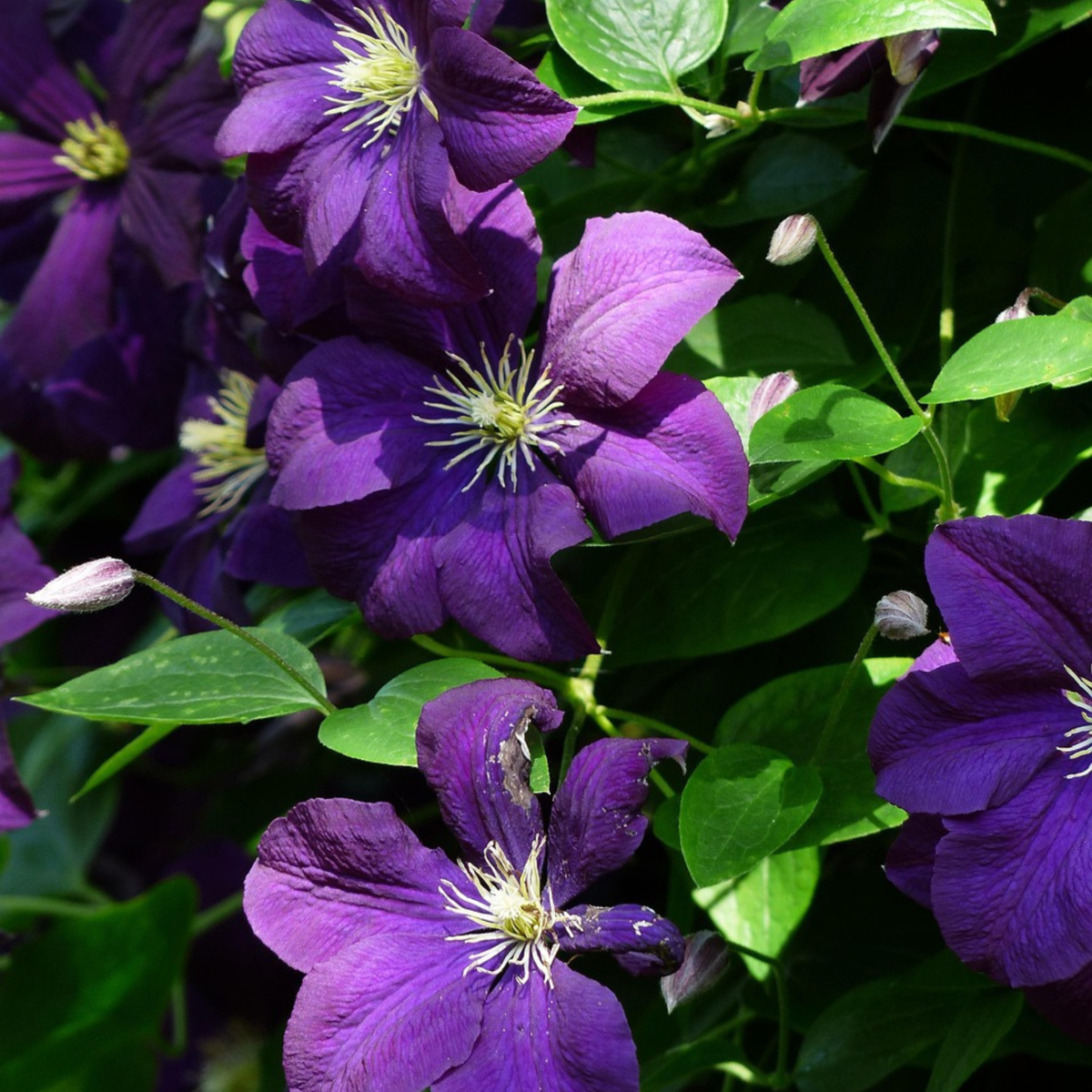 Clematis 'The President' - Bosrank