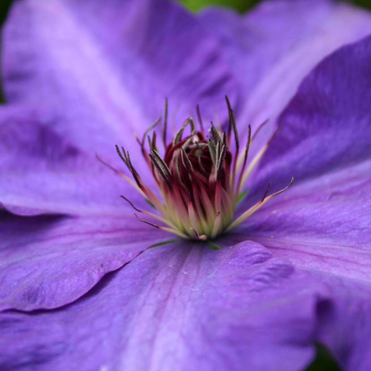 Clematis 'The President' - 2 stuks - Bosrank