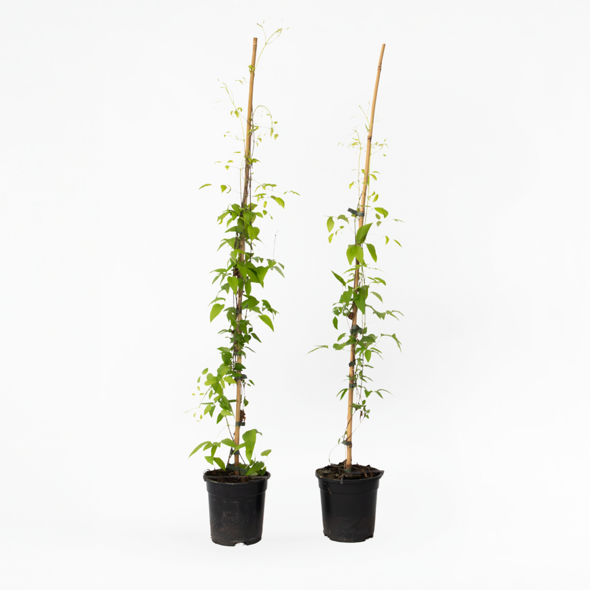 Clematis 'The President' - 2 stuks - Bosrank