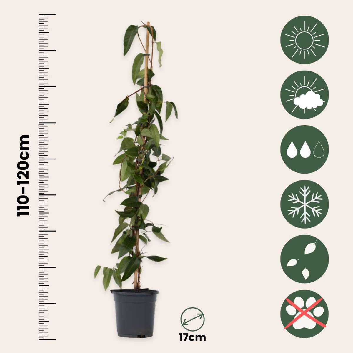 Lonicera henryi Copper Beauty - Set van 2 - Kamperfoelie