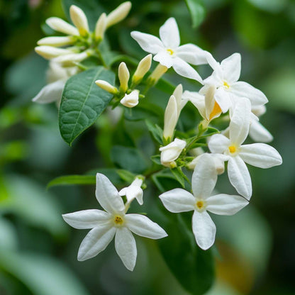 Jasmijn XL - Trachelospermum jasminoides