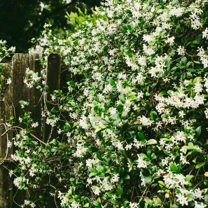 Jasmijn XL - Set van 2