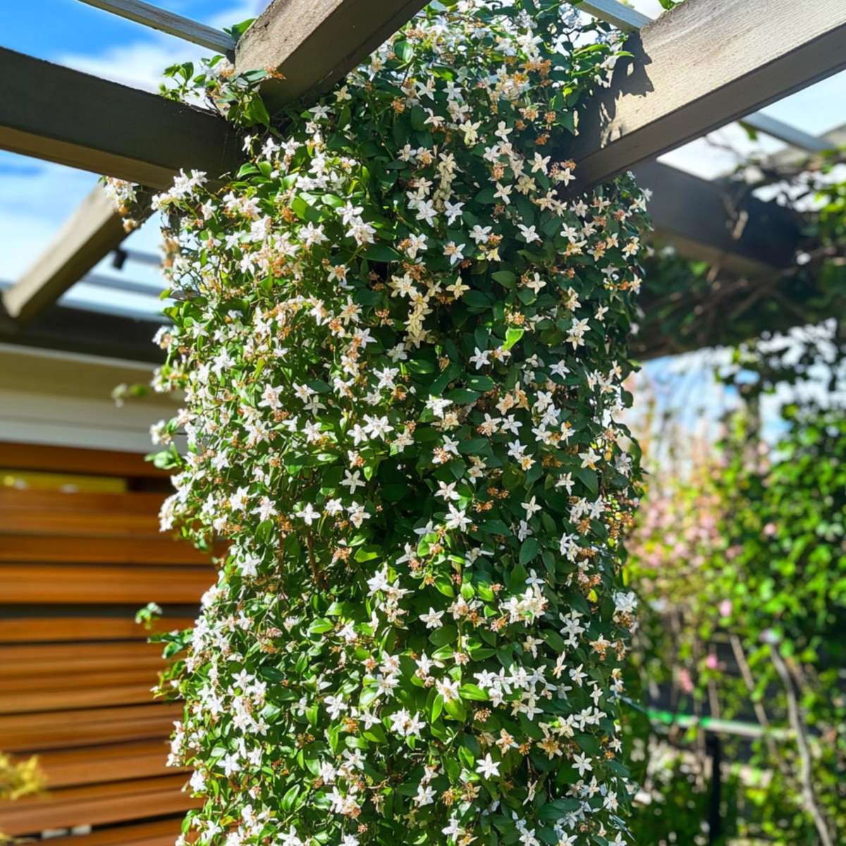 Jasmijn XL - Set van 2