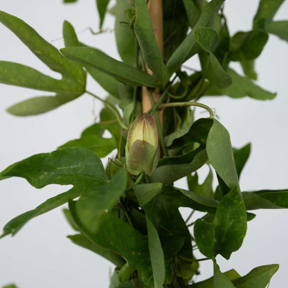 Passiflora 'Victoria' XL - Passiebloem