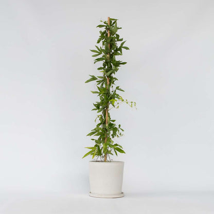 Passiflora 'Victoria' XL - Passiebloem