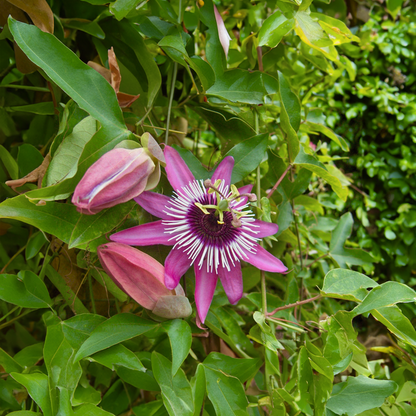 Passiflora 'Victoria' XL - 2 stuks - Passiebloem