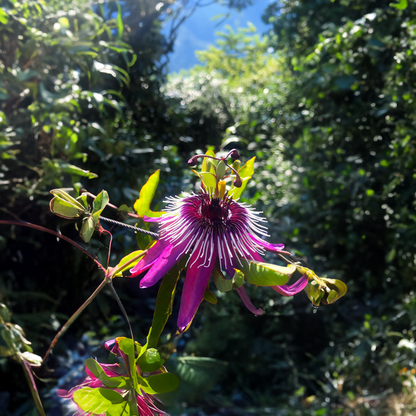 Passiflora 'Victoria' XL - 2 stuks - Passiebloem