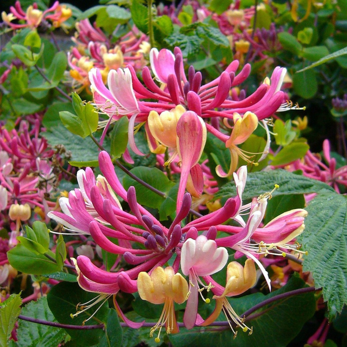 Lonicera x Heckrotti American Beauty - Set van 2