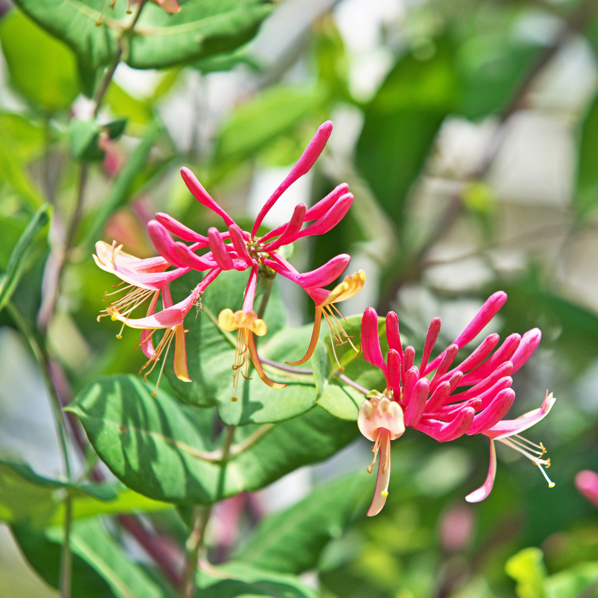 Lonicera x Heckrotti American Beauty - Set van 2