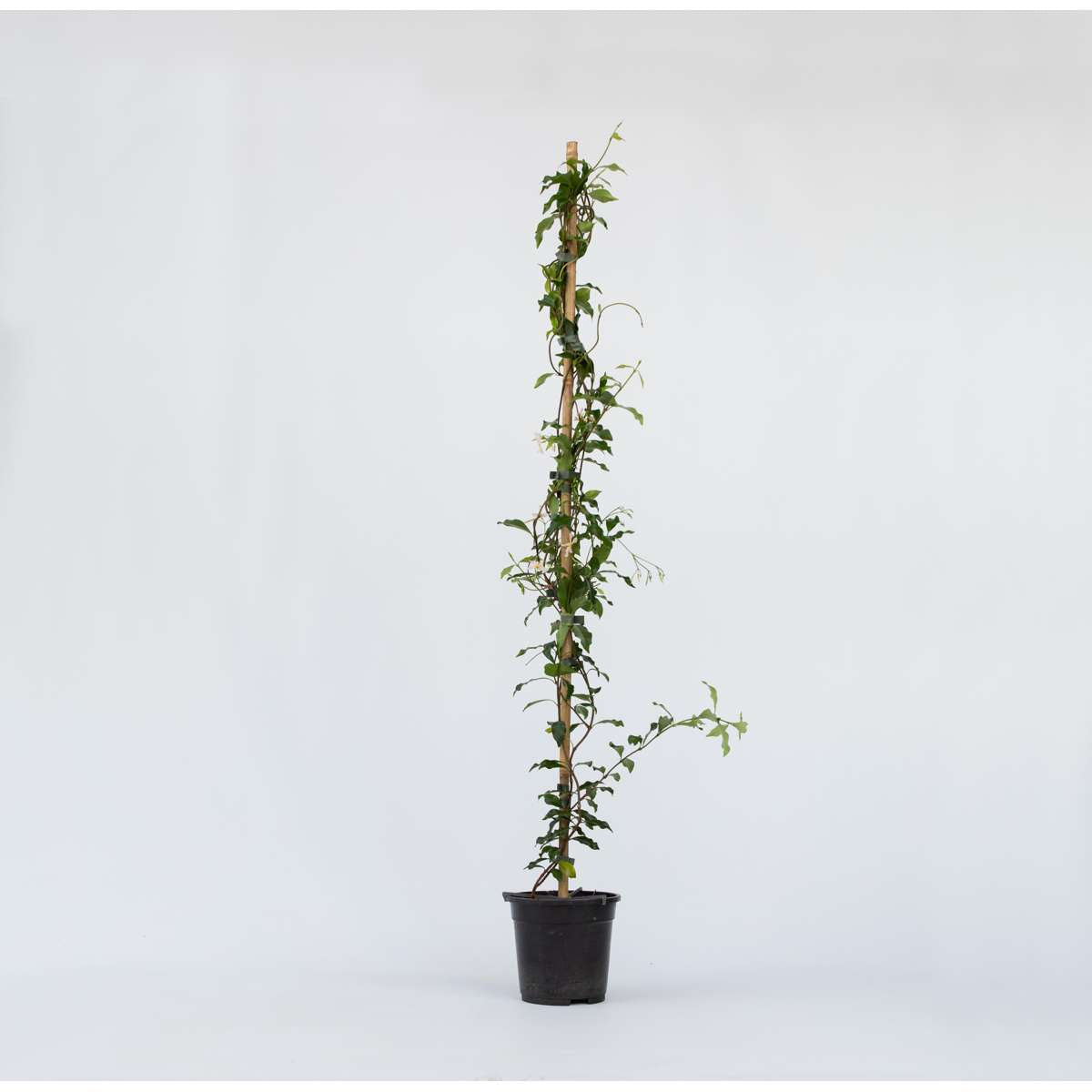 Trachelospermum 'Pink Showers' - Jasmijn