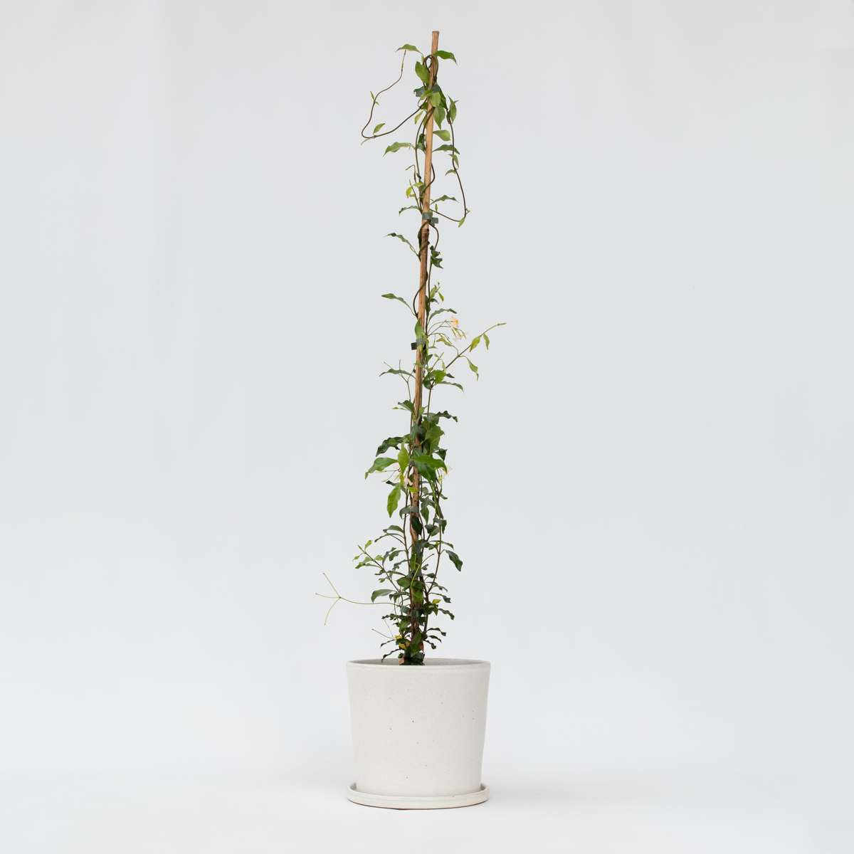 Trachelospermum 'Pink Showers' - Jasmijn