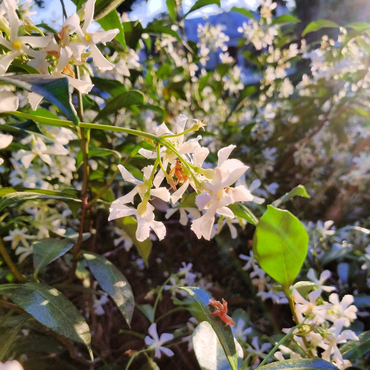 Trachelospermum 'Pink Showers' - Set van 2 - Jasmijn