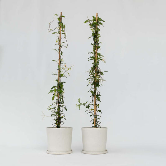 Trachelospermum 'Pink Showers' - Set van 2 - Jasmijn