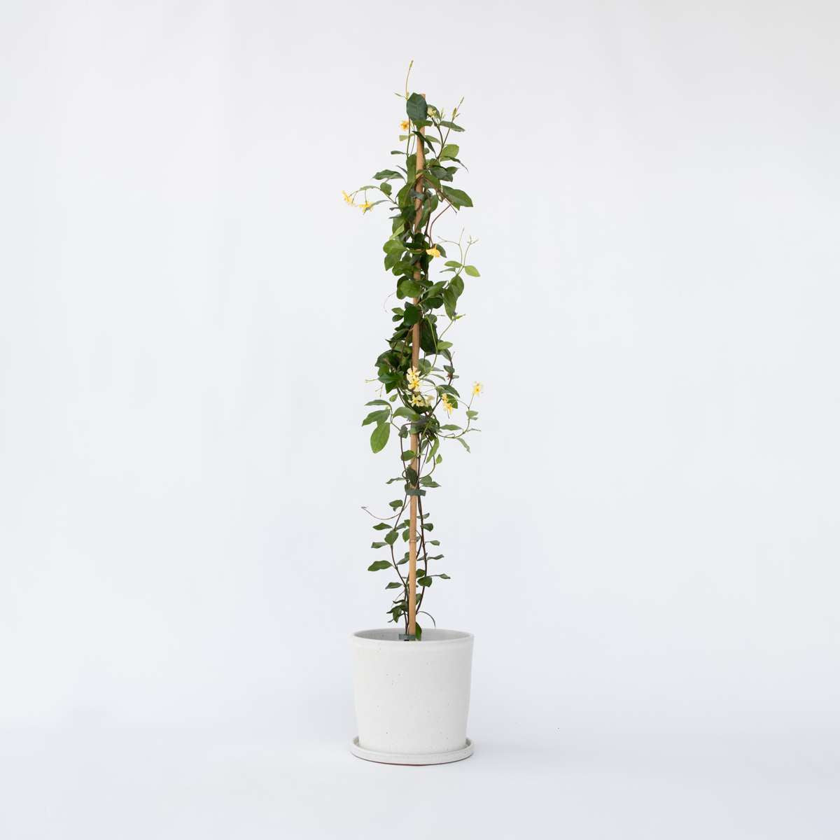 Trachelospermum jasminoides 'Ster van Toscane'