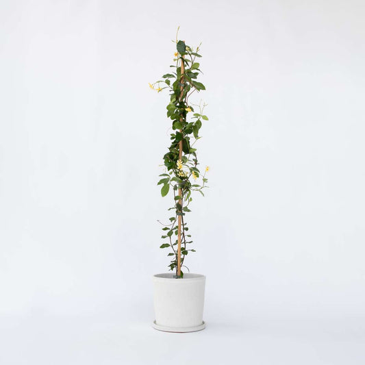 Trachelospermum jasminoides 'Ster van Toscane'