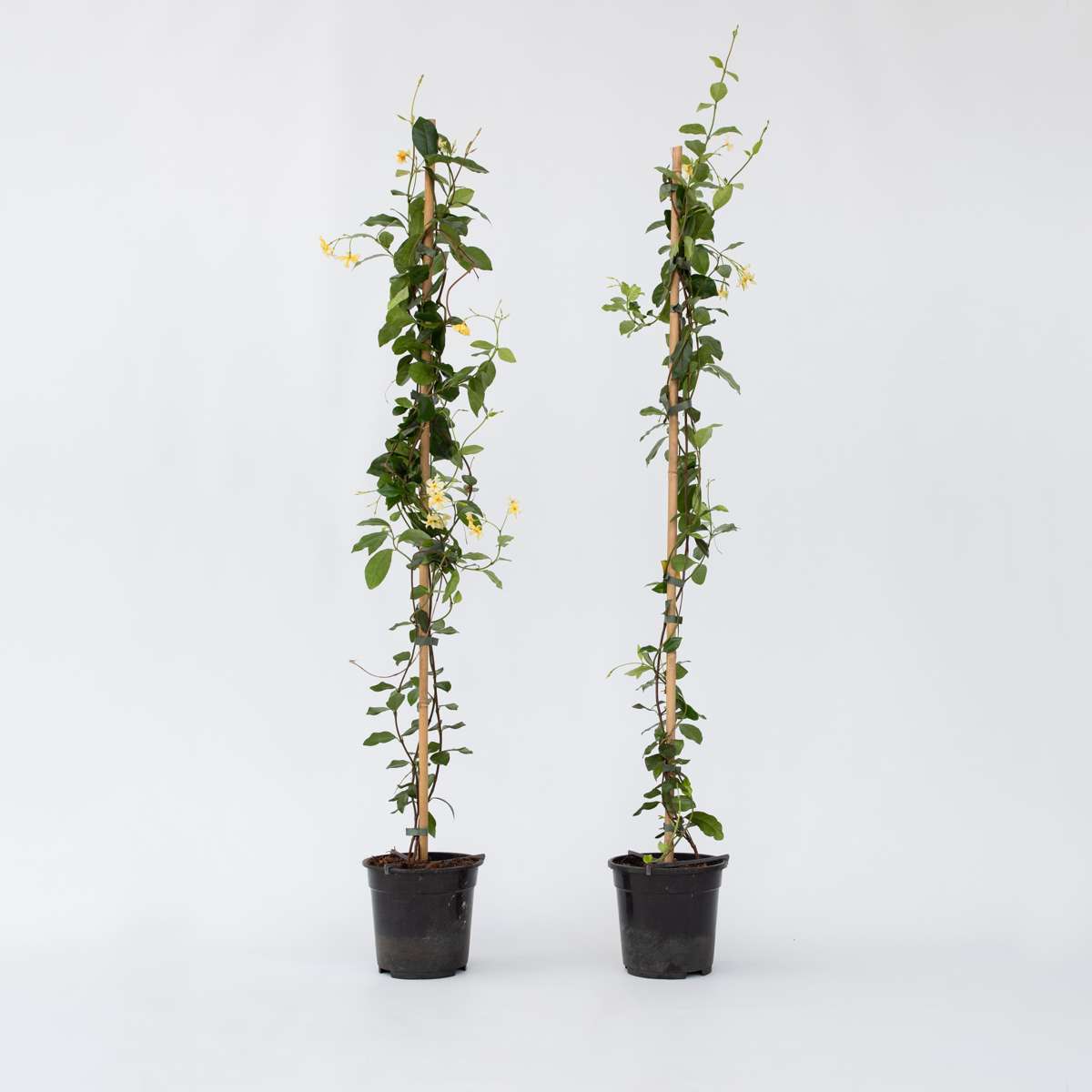 Jasminoides 'Ster van Toscane' - Set van 2 - Jasmijn