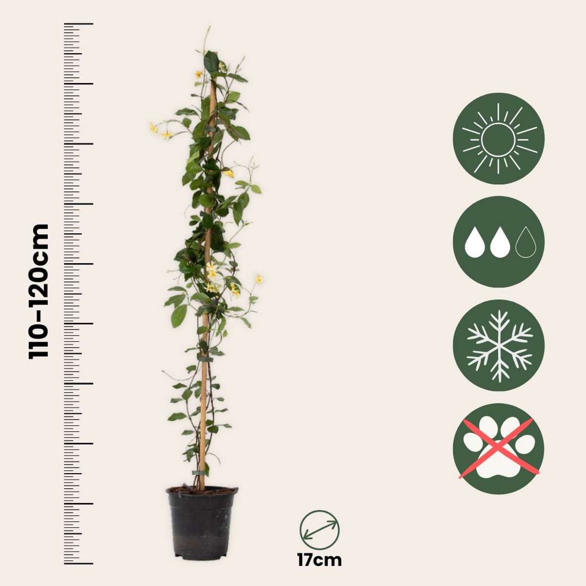 Jasminoides 'Ster van Toscane' - Set van 2 - Jasmijn