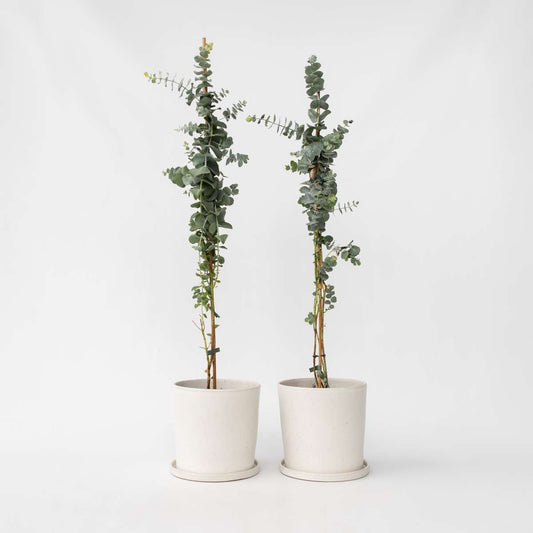 Eucalyptus Silver Dollar - Set van 2 - Eucalyptus