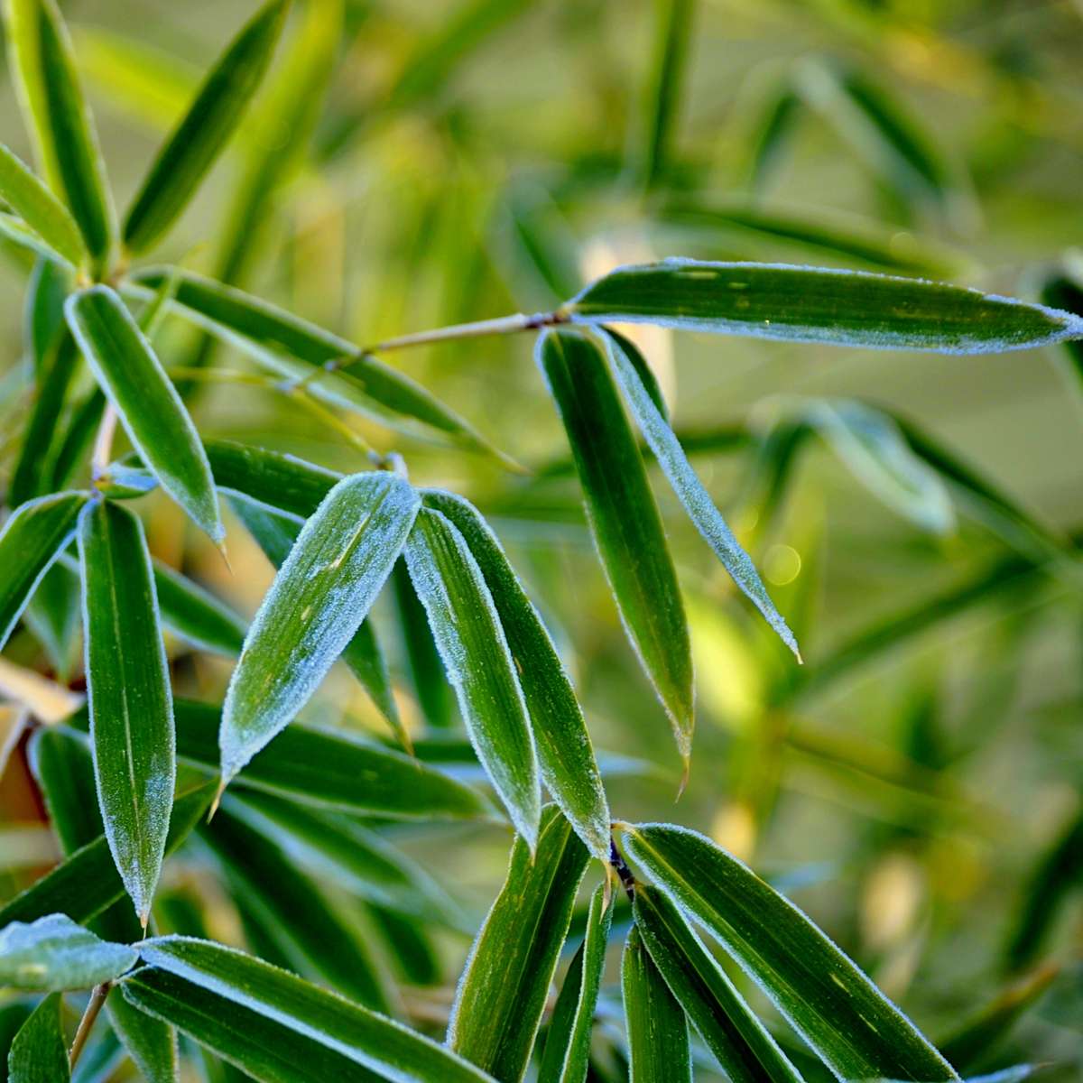 Fargesia Rufa - Set van 6 - Bamboe