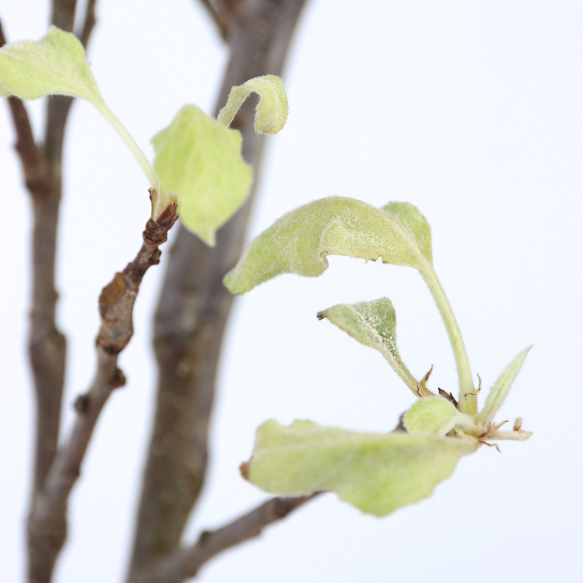 Malus domestica - Appelboom - Malus Elstar