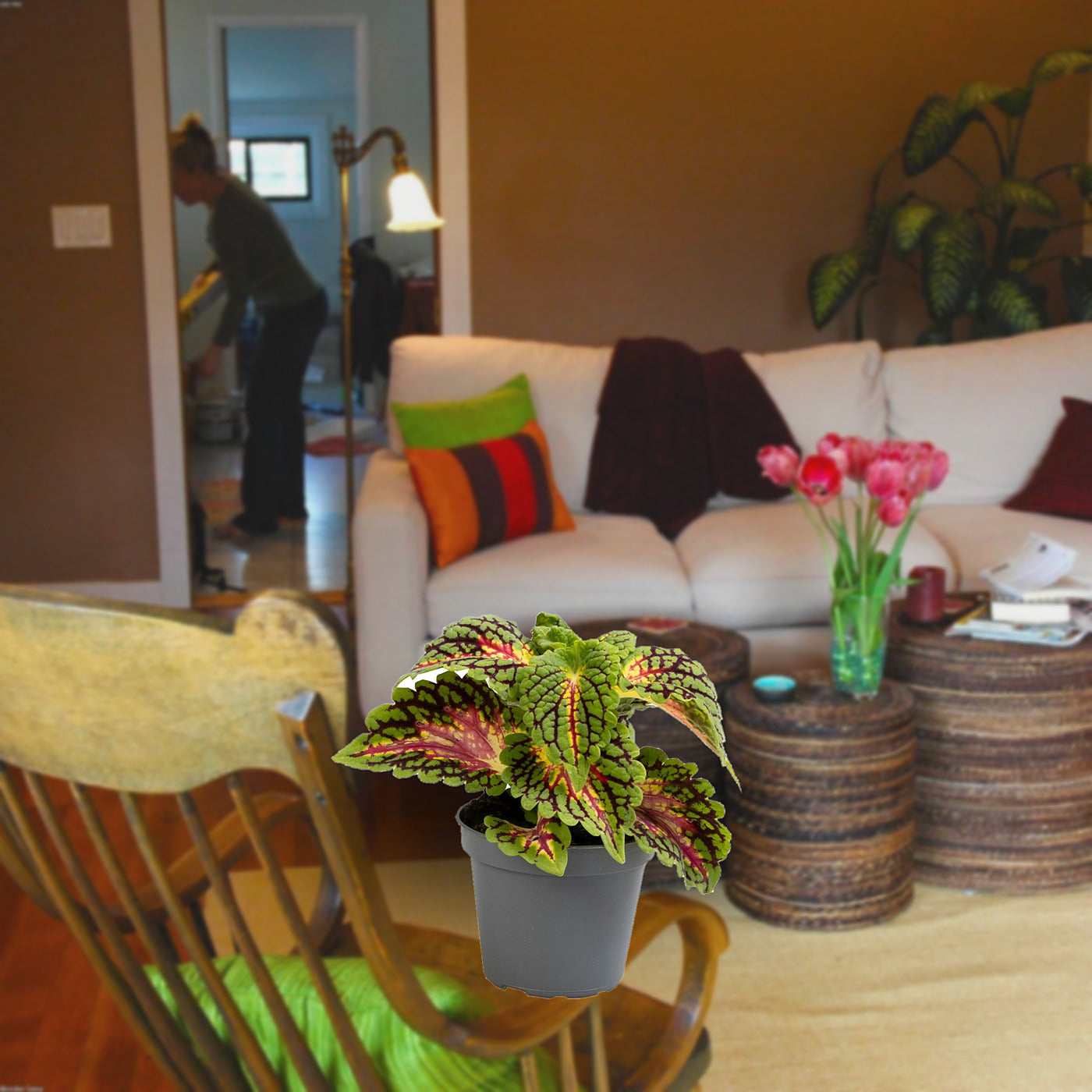 Florazo extra product image 3 for Coleus Spacecake - Kamerplant | Florazo