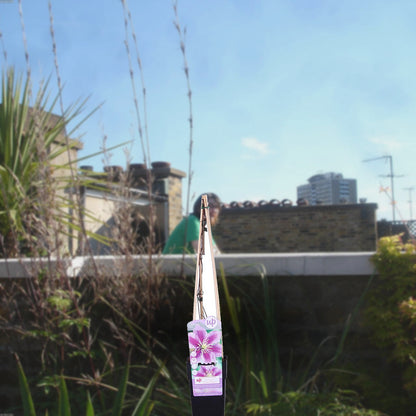 Florazo extra product image 3 for Clematis Piilu - Buitenplant | Florazo