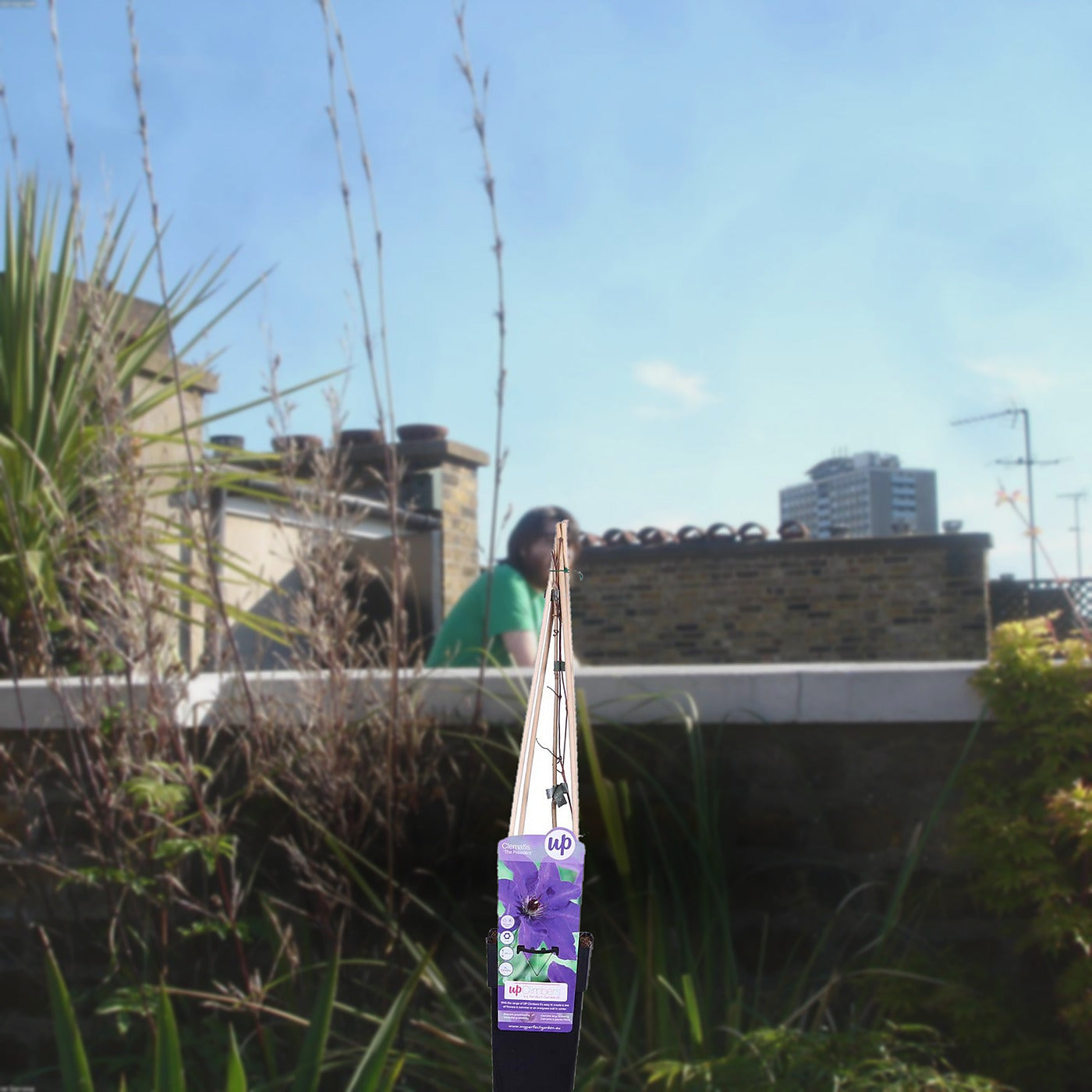 Florazo extra product image 1 for Clematis President - Buitenplant | Florazo