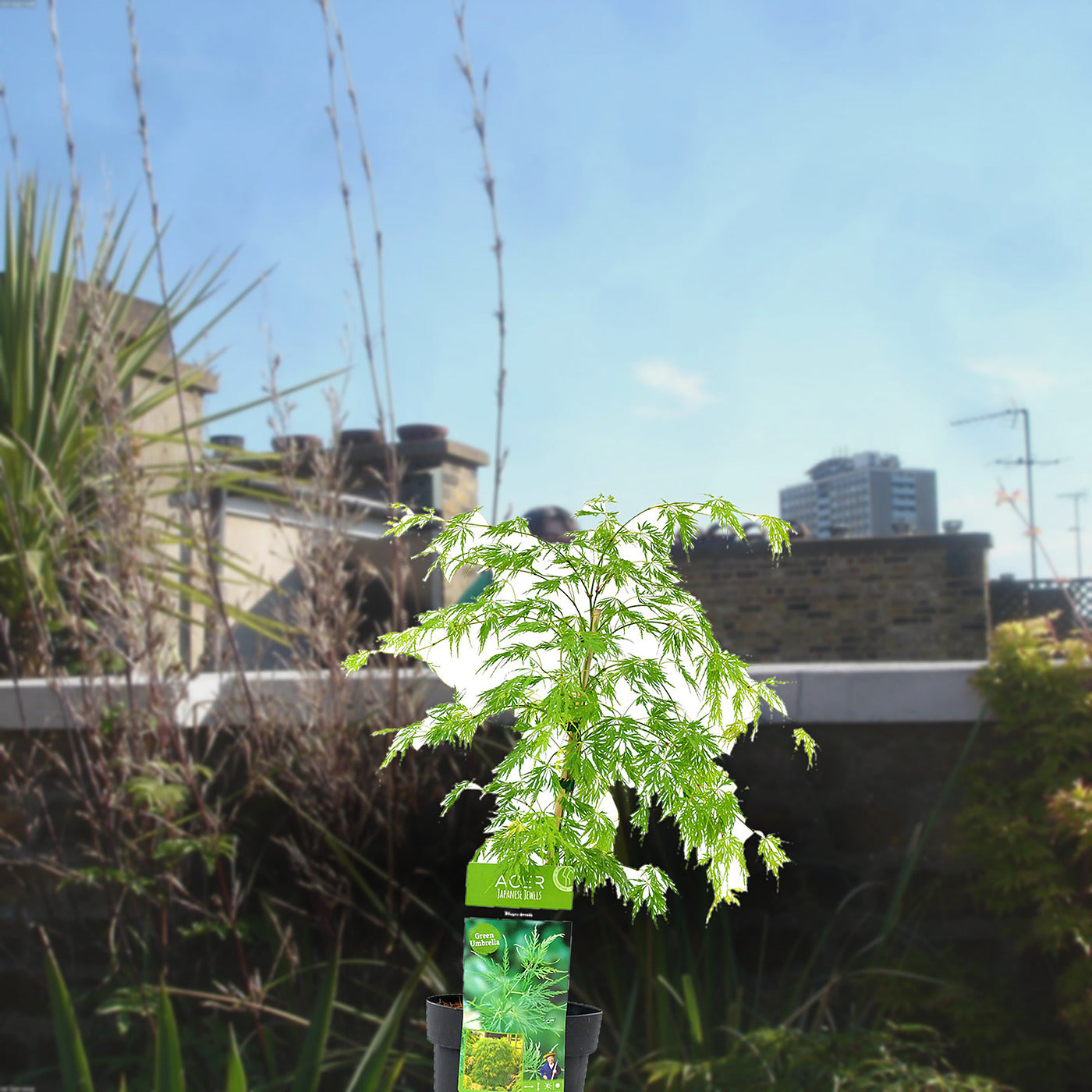 Florazo extra product image 1 for Acer Dissectum - Buitenplant | Florazo