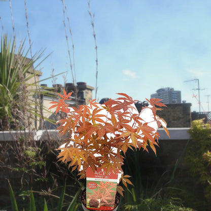 Florazo extra product image 1 for Acer Atropurpureum - Buitenplant | Florazo