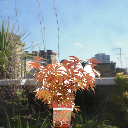 Florazo extra product image 2 for Acer Atropurpureum - Buitenplant | Florazo