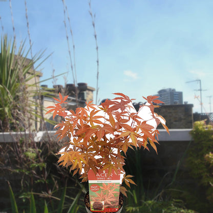 Florazo extra product image 3 for Acer Atropurpureum - Buitenplant | Florazo