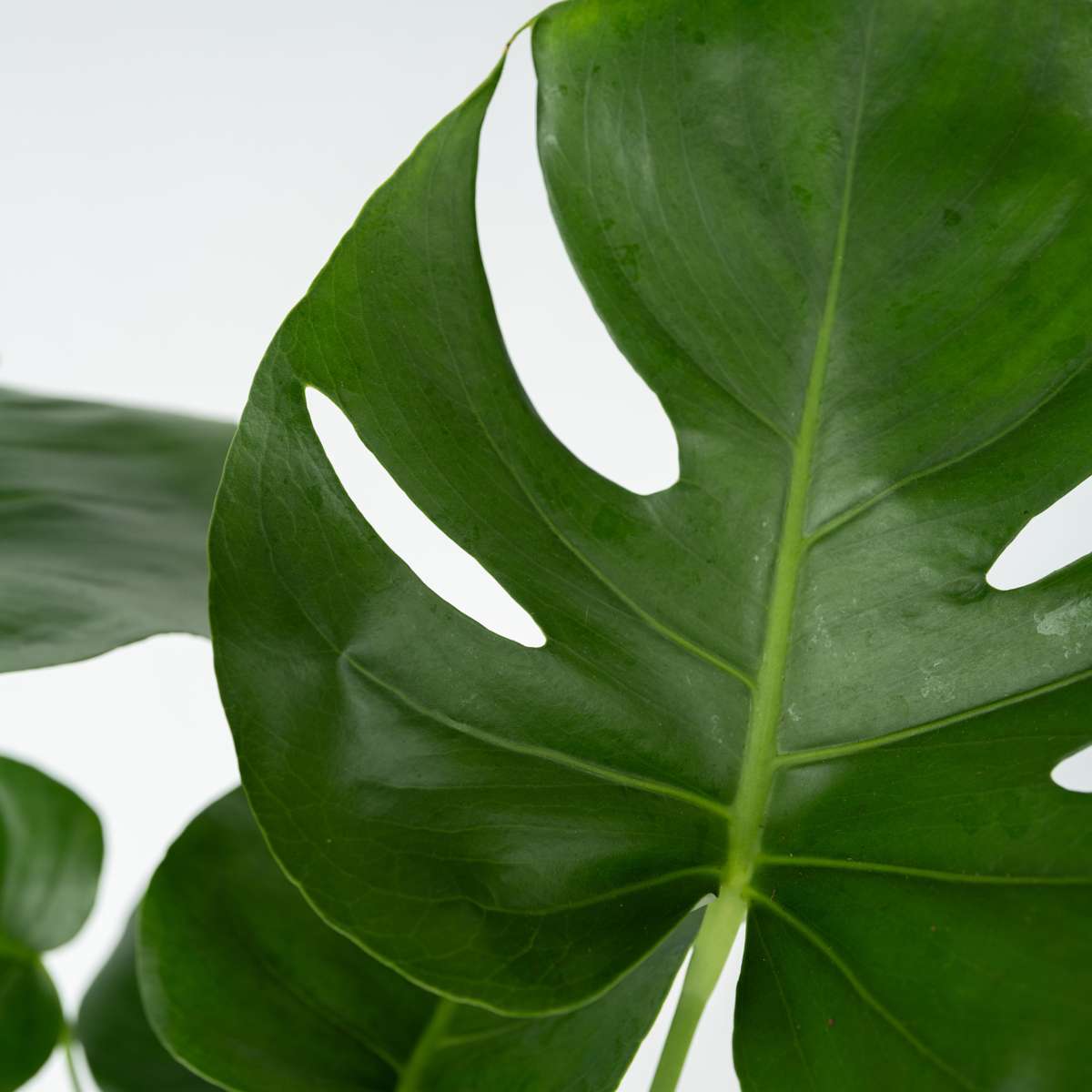Monstera Deliciosa - Set van 2 - Gatenplant