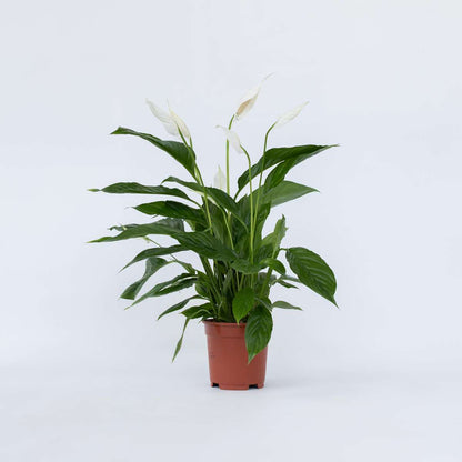 Spathiphyllum 'Lima'