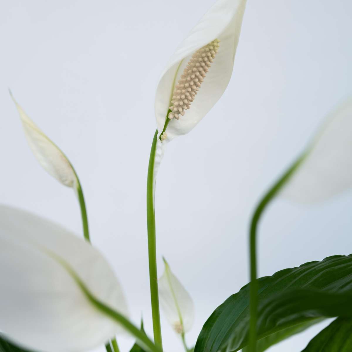 Spathiphyllum 'Lima' - Set van 2