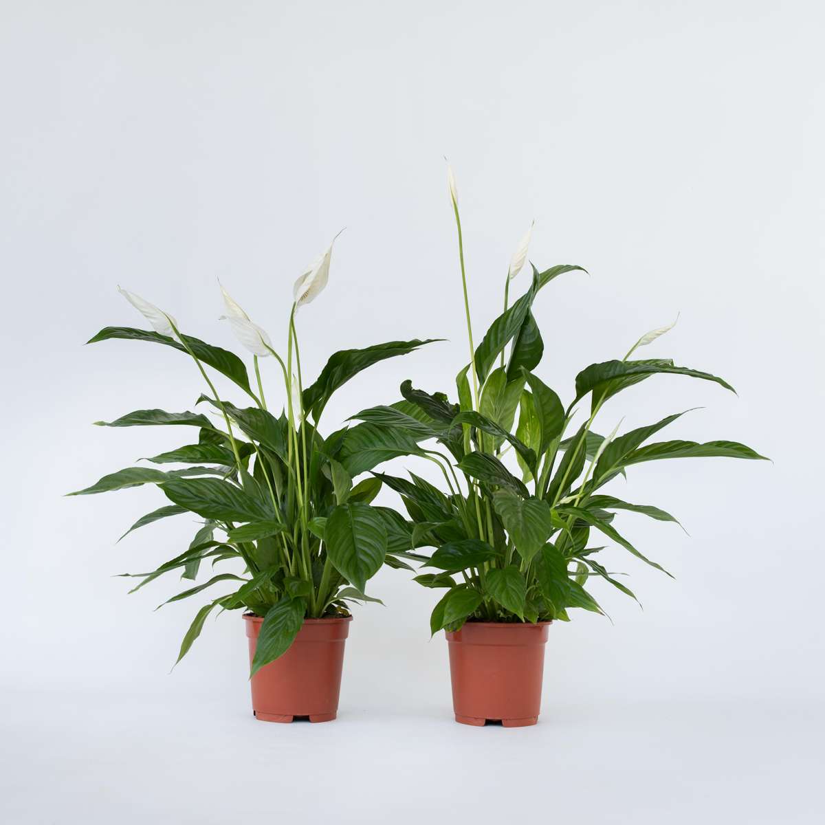 Spathiphyllum 'Lima' - Set van 2